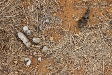 Bobcat and Coyote Scat