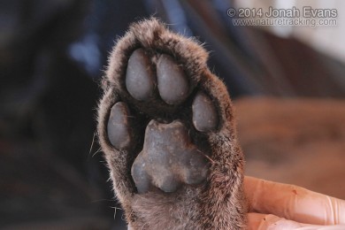 Mountain Lion Hind Foot
