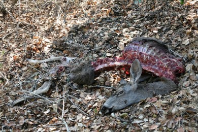 Mountain lion Deer Kill