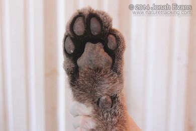 Mountain Lion Front Foot