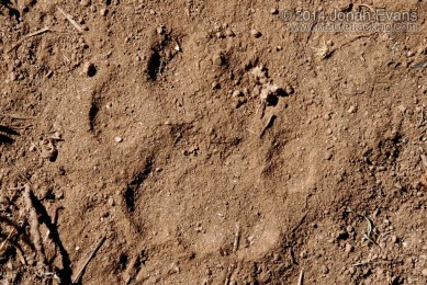 Mountain Lion Tracks