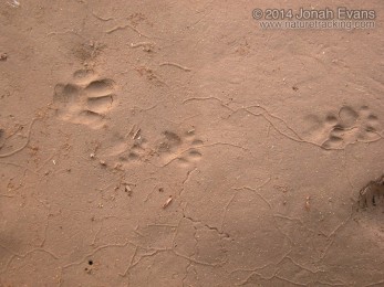 Housecat and Ringtail Tracks