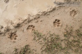 Jaguar Tracks