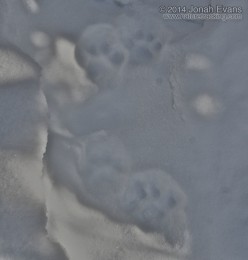 Lynx Tracks