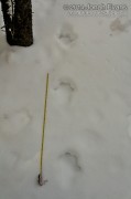 Lynx Tracks