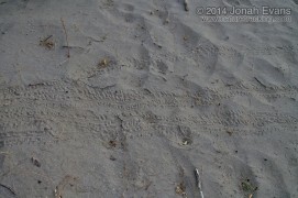 Baby Green Sea Turtle Tracks