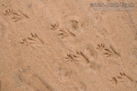 Caiman Tracks (South America)