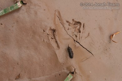 Frog Tracks and Scat