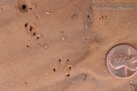 Horned Lizard and Merriams Pocket Mouse Tracks