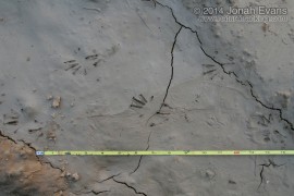 Lizard Tracks (South America)