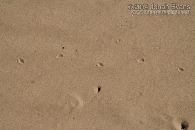 Lizard running tracks