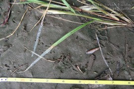 Tiger Salamander Tracks
