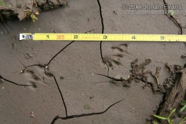 Tiger Salamander Tracks