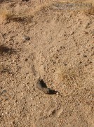 Desert Tortoise Scat