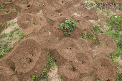 Ant Mounds