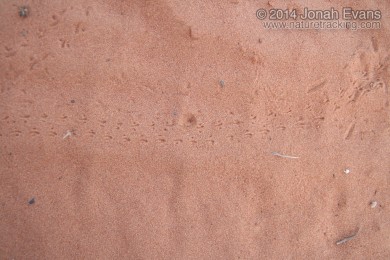 Ant Tracks