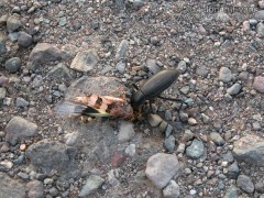 Beetle Eating Grasshopper