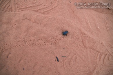 Beetle Tracks
