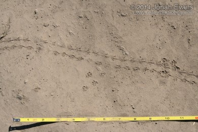 Beetle and Peromyscus Tracks