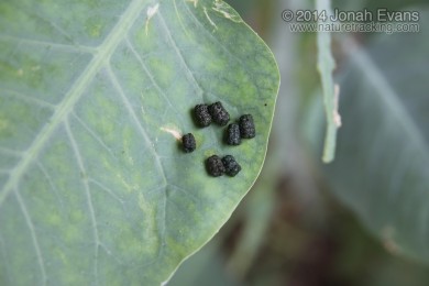 Caterpillar Scat (Frass)