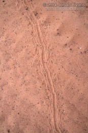 Centipede Tracks