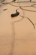 Crab Tracks (Peru)