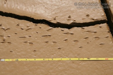 Crab Tracks (Peru)