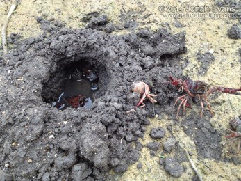 Crayfish Tracks