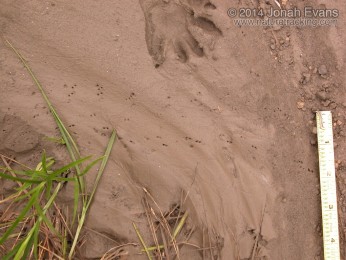 Crayfish and Raccoon Tracks
