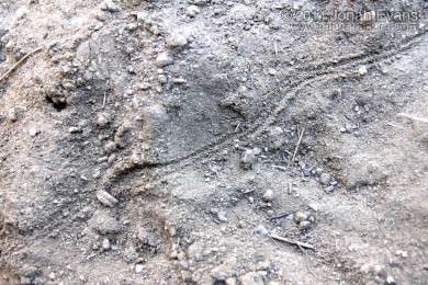 Millipede Tracks