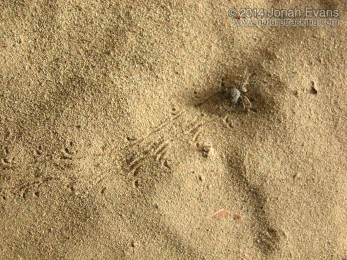 Spider Tracks