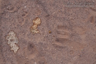 Black-tailed Jackrabbit Tracks & Urine