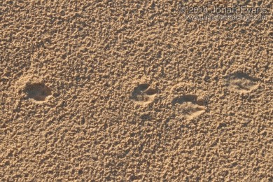Black-tailed Jackrabbit Tracks & Scat