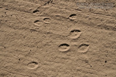 Black-tailed Jackrabbit (Below) and Cottontail Tracks