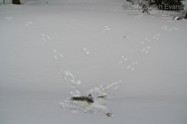Snowshoe Hare Feeding Sign