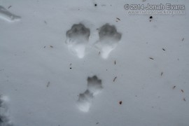 Snowshoe Hare Tracks