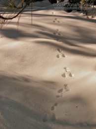 Snowshoe Hare Tracks