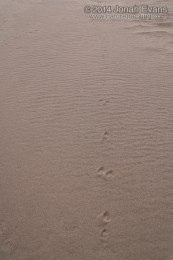 White-tailed jackrabbit Tracks