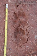 Badger Tracks