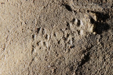 Long-tailed Weasel Tracks