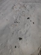 River Otter Scat