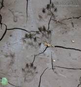 River Otter Tracks