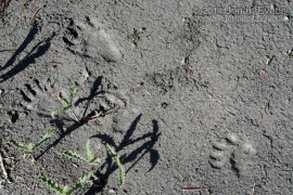 Black Bear Cub Tracks