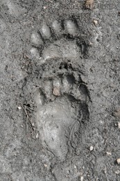 Black Bear Right Front (Above) and Right Hind Tracks