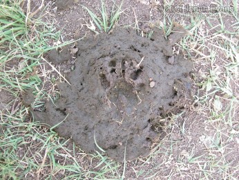 Raccoon Track in Cow Scat