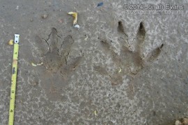 Crab-eating Raccoon Tracks