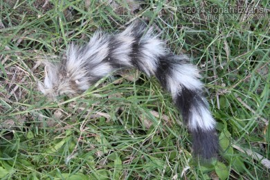 Ringtail Tail