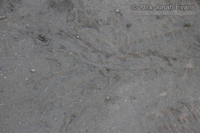 California Ground Squirrel Scent Marking