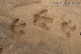 Capybara Tracks