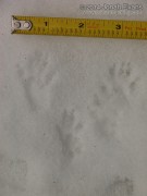Douglas Squirrel Tracks